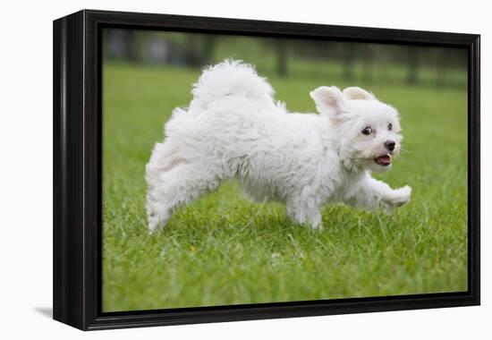 Maltese Puppy Running in Garden-null-Framed Premier Image Canvas