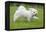 Maltese Puppy Running in Garden-null-Framed Premier Image Canvas