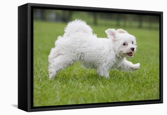 Maltese Puppy Running in Garden-null-Framed Premier Image Canvas