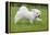 Maltese Puppy Running in Garden-null-Framed Premier Image Canvas