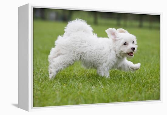 Maltese Puppy Running in Garden-null-Framed Premier Image Canvas