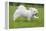 Maltese Puppy Running in Garden-null-Framed Premier Image Canvas