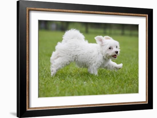 Maltese Puppy Running in Garden-null-Framed Photographic Print