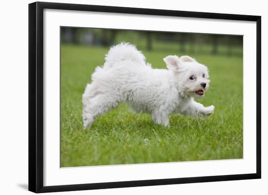 Maltese Puppy Running in Garden-null-Framed Photographic Print