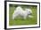 Maltese Puppy Running in Garden-null-Framed Photographic Print