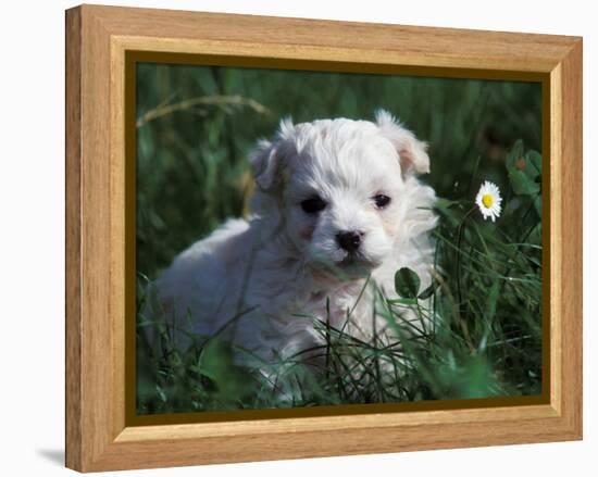 Maltese Puppy Sitting in Grass Near a Daisy-Adriano Bacchella-Framed Premier Image Canvas