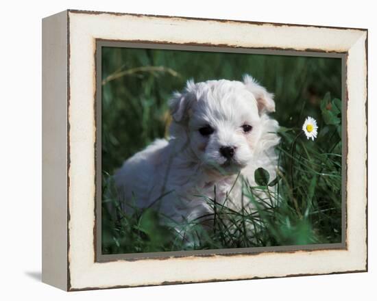 Maltese Puppy Sitting in Grass Near a Daisy-Adriano Bacchella-Framed Premier Image Canvas