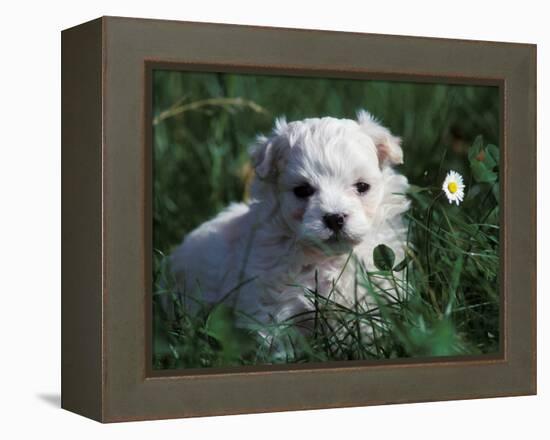 Maltese Puppy Sitting in Grass Near a Daisy-Adriano Bacchella-Framed Premier Image Canvas