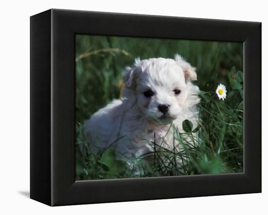 Maltese Puppy Sitting in Grass Near a Daisy-Adriano Bacchella-Framed Premier Image Canvas