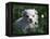 Maltese Puppy Sitting in Grass Near a Daisy-Adriano Bacchella-Framed Premier Image Canvas