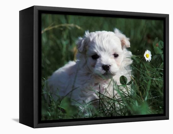 Maltese Puppy Sitting in Grass Near a Daisy-Adriano Bacchella-Framed Premier Image Canvas