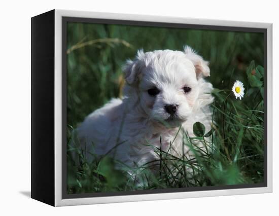 Maltese Puppy Sitting in Grass Near a Daisy-Adriano Bacchella-Framed Premier Image Canvas