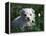 Maltese Puppy Sitting in Grass Near a Daisy-Adriano Bacchella-Framed Premier Image Canvas