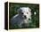 Maltese Puppy Sitting in Grass Near a Daisy-Adriano Bacchella-Framed Premier Image Canvas