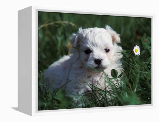 Maltese Puppy Sitting in Grass Near a Daisy-Adriano Bacchella-Framed Premier Image Canvas