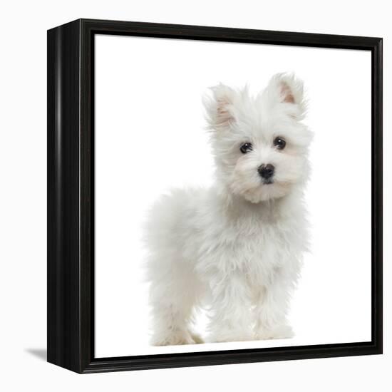 Maltese Puppy Standing, Looking At The Camera, 2 Months Old, Isolated On White-Life on White-Framed Premier Image Canvas