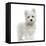 Maltese Puppy Standing, Looking At The Camera, 2 Months Old, Isolated On White-Life on White-Framed Premier Image Canvas