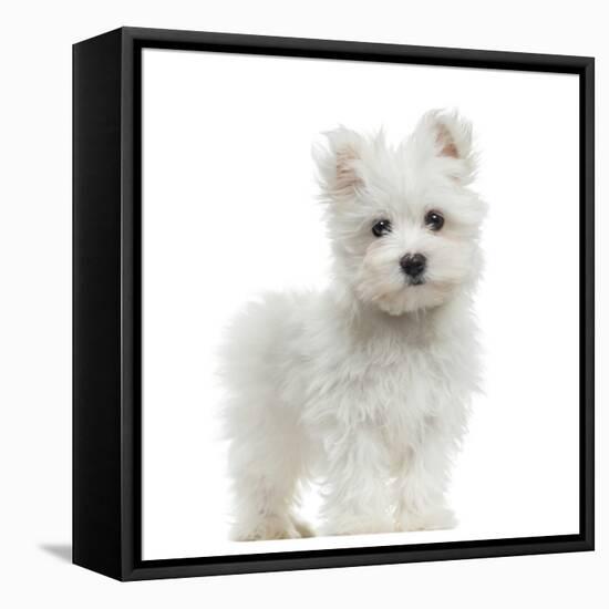 Maltese Puppy Standing, Looking At The Camera, 2 Months Old, Isolated On White-Life on White-Framed Premier Image Canvas