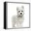 Maltese Puppy Standing, Looking At The Camera, 2 Months Old, Isolated On White-Life on White-Framed Premier Image Canvas