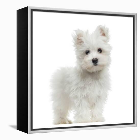 Maltese Puppy Standing, Looking At The Camera, 2 Months Old, Isolated On White-Life on White-Framed Premier Image Canvas