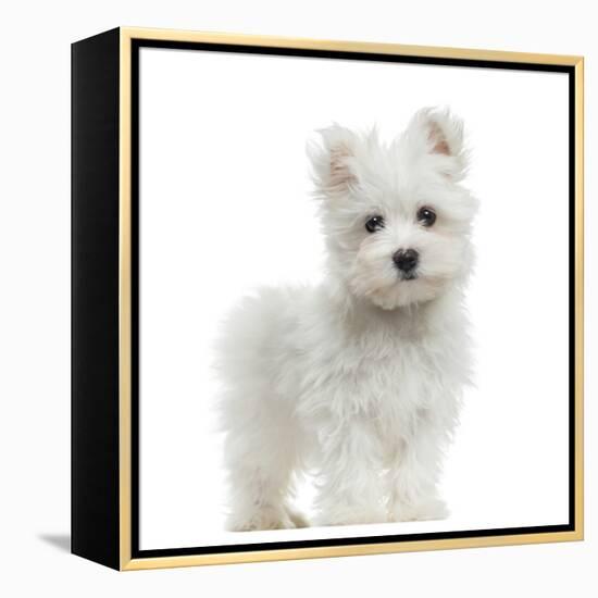 Maltese Puppy Standing, Looking At The Camera, 2 Months Old, Isolated On White-Life on White-Framed Premier Image Canvas