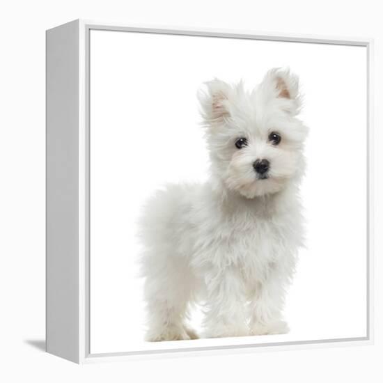 Maltese Puppy Standing, Looking At The Camera, 2 Months Old, Isolated On White-Life on White-Framed Premier Image Canvas