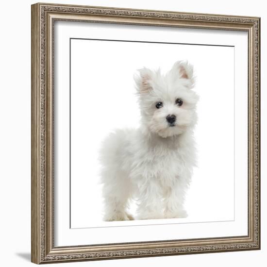 Maltese Puppy Standing, Looking At The Camera, 2 Months Old, Isolated On White-Life on White-Framed Photographic Print