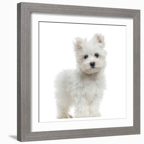 Maltese Puppy Standing, Looking At The Camera, 2 Months Old, Isolated On White-Life on White-Framed Photographic Print