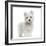 Maltese Puppy Standing, Looking At The Camera, 2 Months Old, Isolated On White-Life on White-Framed Photographic Print