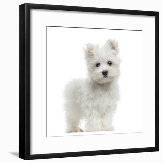 Maltese Puppy Standing, Looking At The Camera, 2 Months Old, Isolated On White-Life on White-Framed Photographic Print