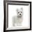 Maltese Puppy Standing, Looking At The Camera, 2 Months Old, Isolated On White-Life on White-Framed Photographic Print