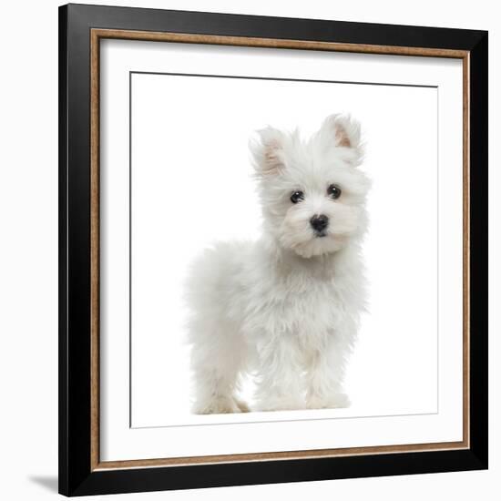 Maltese Puppy Standing, Looking At The Camera, 2 Months Old, Isolated On White-Life on White-Framed Photographic Print