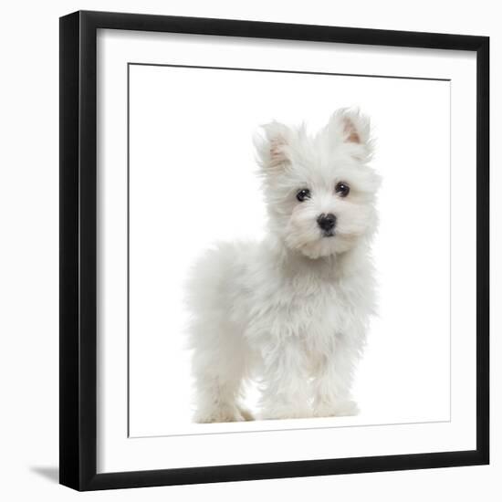 Maltese Puppy Standing, Looking At The Camera, 2 Months Old, Isolated On White-Life on White-Framed Photographic Print