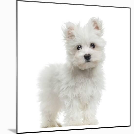 Maltese Puppy Standing, Looking At The Camera, 2 Months Old, Isolated On White-Life on White-Mounted Photographic Print