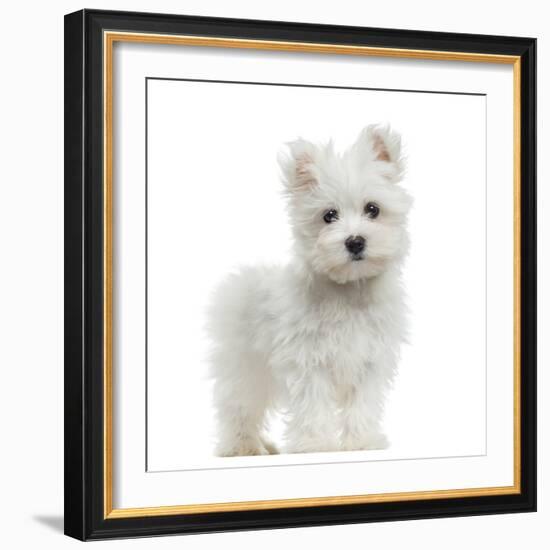 Maltese Puppy Standing, Looking At The Camera, 2 Months Old, Isolated On White-Life on White-Framed Photographic Print