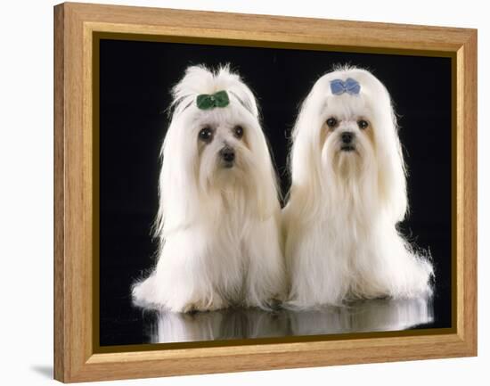 Maltese Terrier Dog-null-Framed Premier Image Canvas