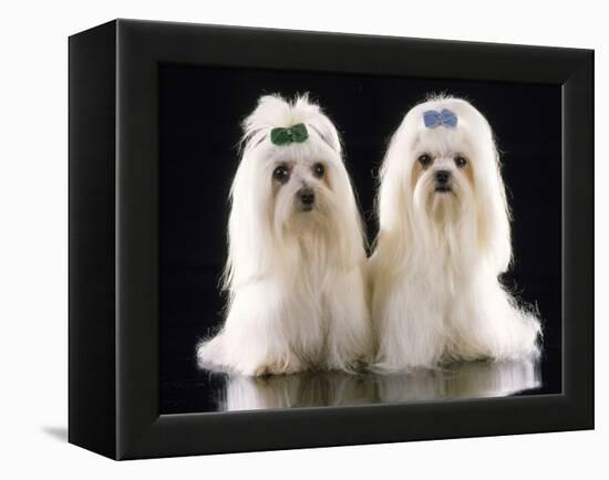 Maltese Terrier Dog-null-Framed Premier Image Canvas