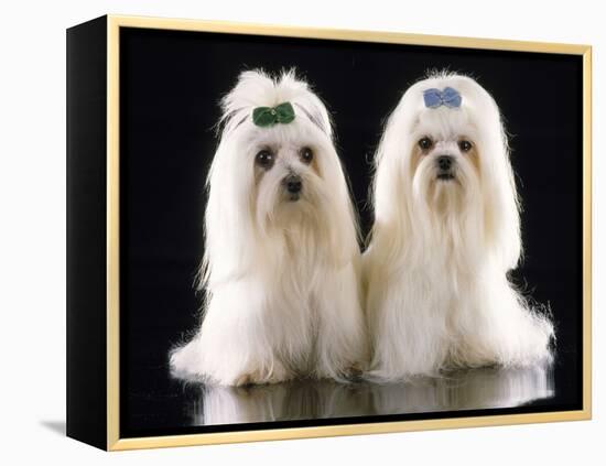 Maltese Terrier Dog-null-Framed Premier Image Canvas