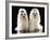 Maltese Terrier Dog-null-Framed Photographic Print