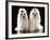Maltese Terrier Dog-null-Framed Photographic Print