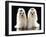 Maltese Terrier Dog-null-Framed Photographic Print