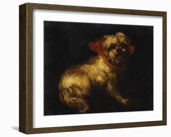 Maltese Terrier with a Red Collar-School of Madrid-Framed Giclee Print