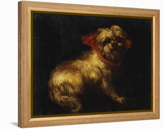 Maltese Terrier with a Red Collar-School of Madrid-Framed Premier Image Canvas