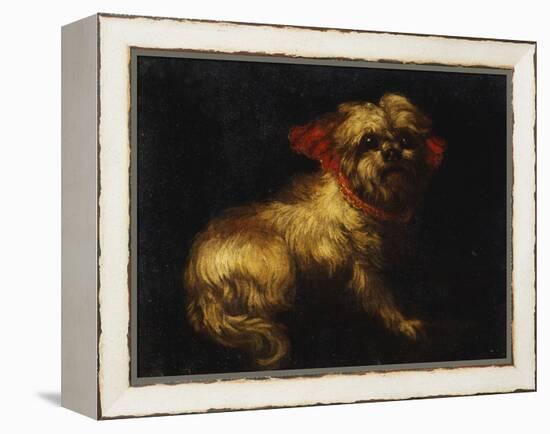 Maltese Terrier with a Red Collar-School of Madrid-Framed Premier Image Canvas