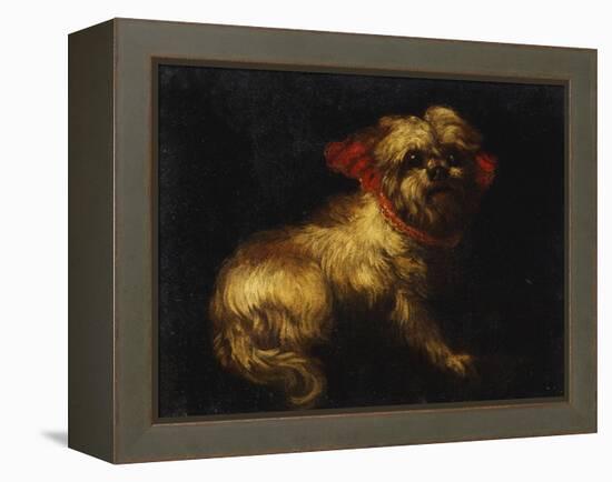 Maltese Terrier with a Red Collar-School of Madrid-Framed Premier Image Canvas