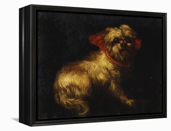 Maltese Terrier with a Red Collar-School of Madrid-Framed Premier Image Canvas