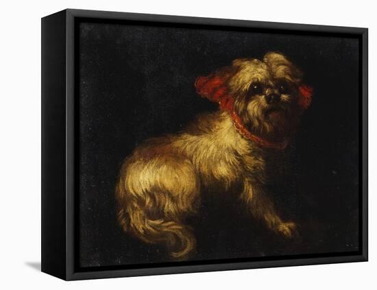 Maltese Terrier with a Red Collar-School of Madrid-Framed Premier Image Canvas
