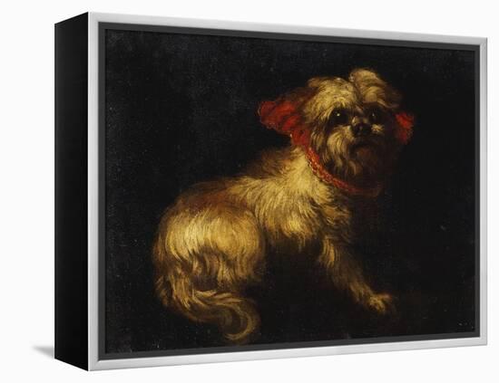 Maltese Terrier with a Red Collar-School of Madrid-Framed Premier Image Canvas