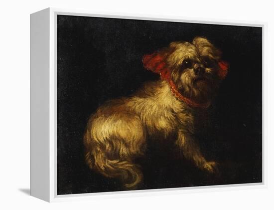 Maltese Terrier with a Red Collar-School of Madrid-Framed Premier Image Canvas