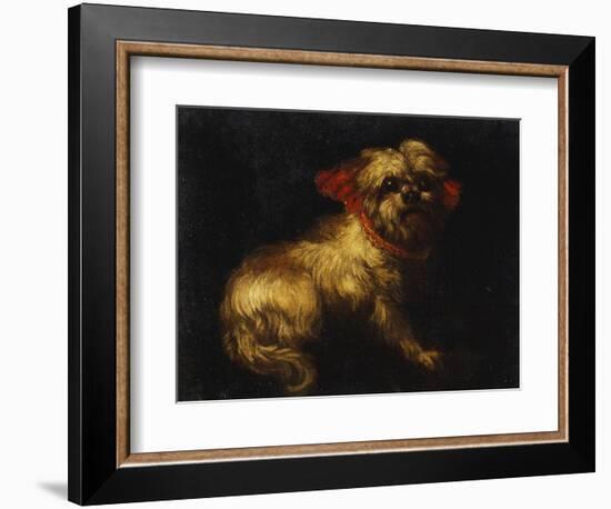 Maltese Terrier with a Red Collar-School of Madrid-Framed Giclee Print